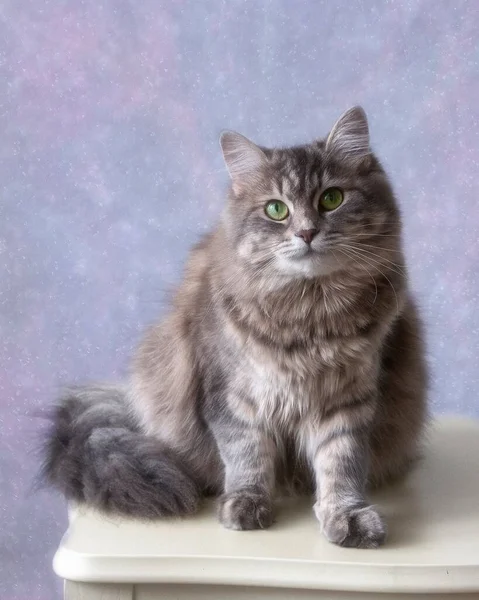 Portrait Beautiful Gray Kitty — Stock Photo, Image