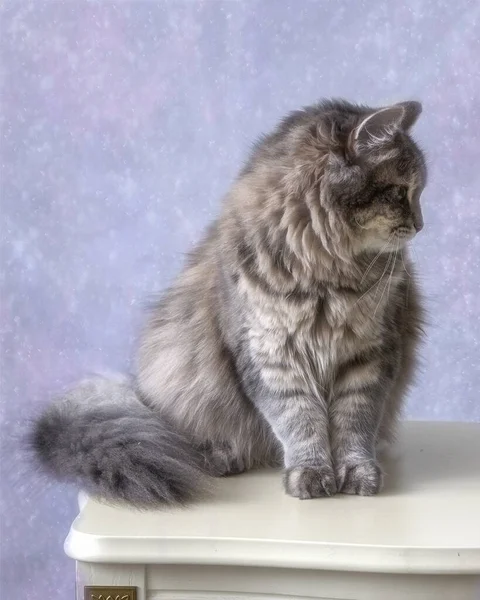 Portrait Beautiful Gray Kitty — Stock Photo, Image