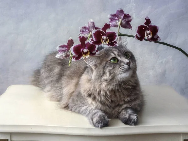 Schöne Katzen Und Orchideenblumen — Stockfoto