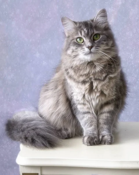 Portrait Beautiful Gray Kitty — Stock Photo, Image