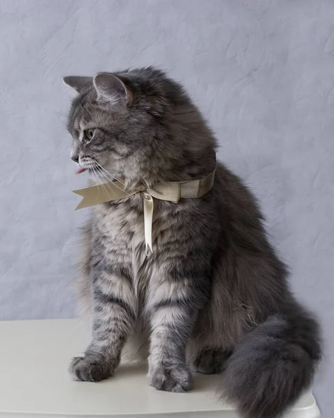 Retrato Hermoso Gatito Gris — Foto de Stock