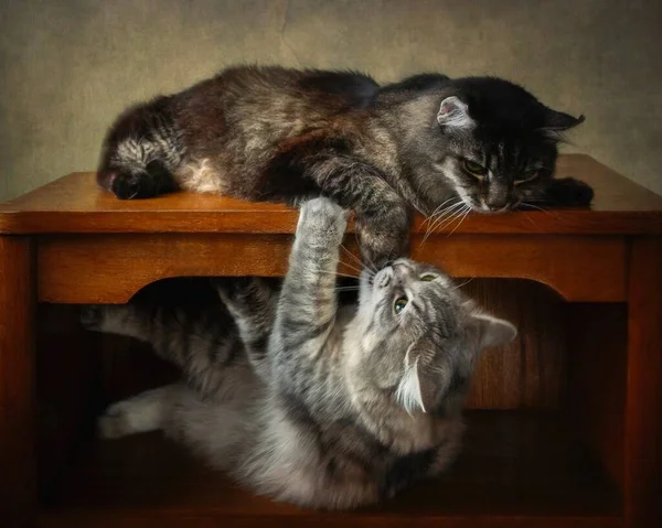 Alte Katze Spielt Mit Jungen Grauen Kätzchen — Stockfoto