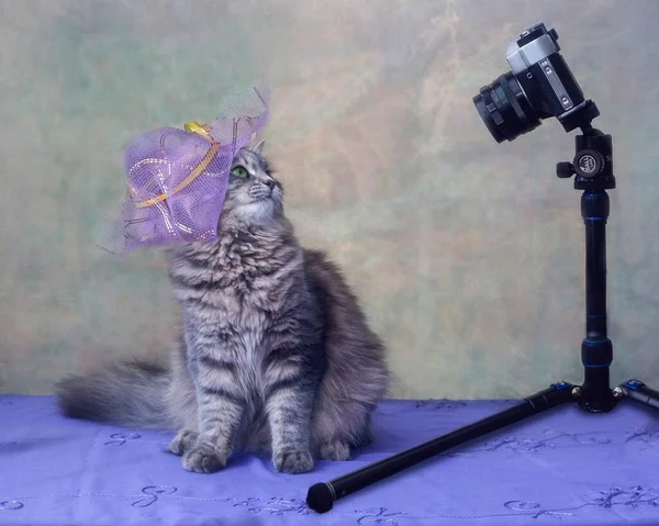 Retrato Bonito Gatinho Capô — Fotografia de Stock