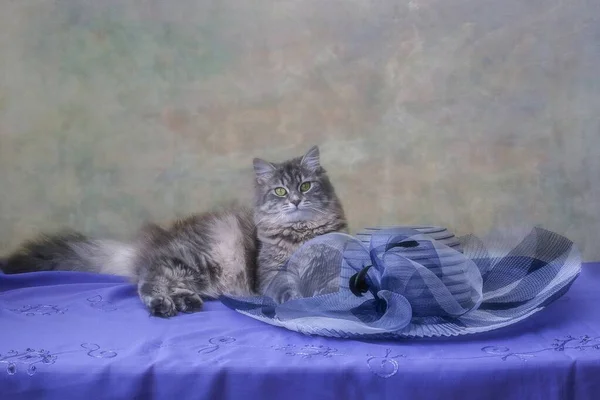 Mavi Şapkalı Güzel Kedi Portresi — Stok fotoğraf