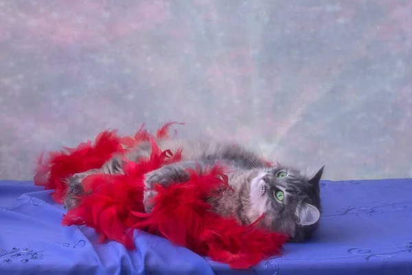 포즈를 취하고 매력적 고양이의 — 스톡 사진