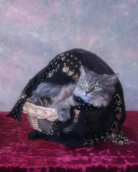 Portrait Adorable Kitty Basket — Stock Photo, Image