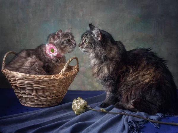 Ung Bedårande Kattunge Och Gammal Katt Återställa Förhållandet — Stockfoto
