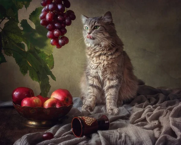 Adorável Gatinho Cinzento Farejando Uvas — Fotografia de Stock