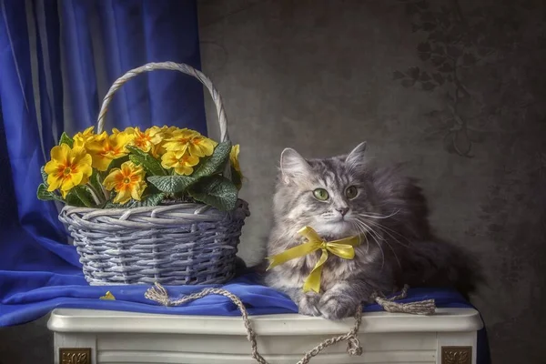 Stillleben Mit Korb Voller Frühlingsblumen Und Entzückendem Kätzchen — Stockfoto