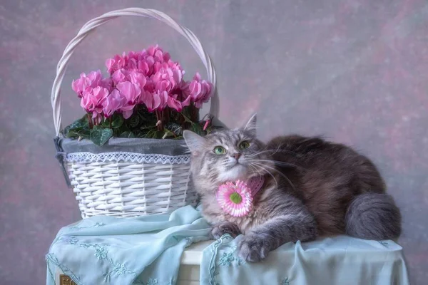 Bodegón Con Cesta Flores Primavera Gatito Adorable — Foto de Stock