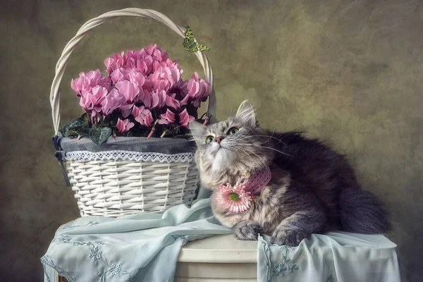 Natura Morta Con Cesto Fiori Primaverili Gattino Adorabile — Foto Stock