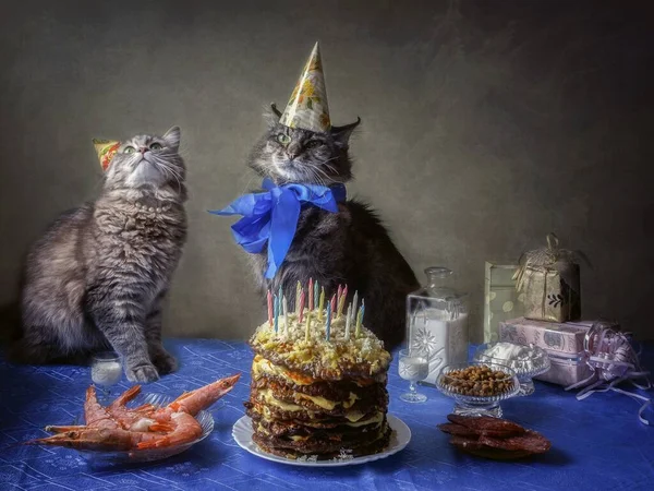 Старый Кот День Рождения — стоковое фото