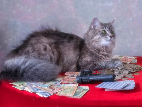 Young Gray Adorable Kitty Playing Poker — Stock Photo, Image