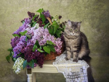 Leylak sepeti ile güzel gri kedi portresi