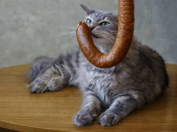 Porträt Schön Gay Kitty Essen Wurst — Stockfoto