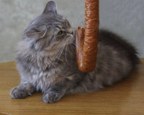 Porträt Schön Gay Kitty Essen Wurst — Stockfoto