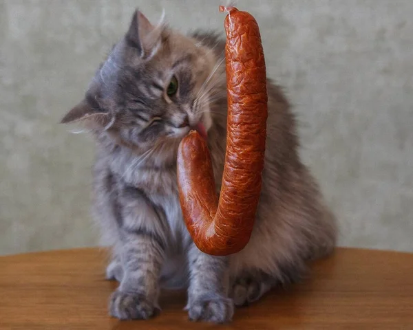 Porträt Schön Gay Kitty Essen Wurst — Stockfoto