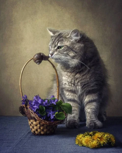 Still life with basket of viola flowers and curious kitty in wreath — Stock Image Still Life Basket Viola Flowers Curious Kitty Wreath Stock Photo