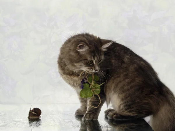 Adorable gray kitty playing with cute snail — Stock Image Adorable Gray Kitty Playing Cute Snail Stock Picture