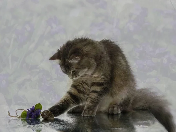 Adorable gray kitty playing with cute snail — Stock Image Adorable Gray Kitty Playing Cute Snail Stock Photo