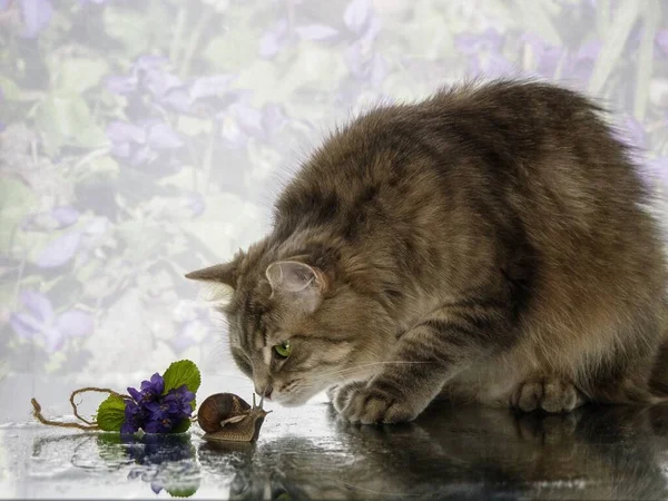 Adorable gray kitty playing with cute snail — Stock Image Adorable Gray Kitty Playing Cute Snail Royalty Free Stock Images