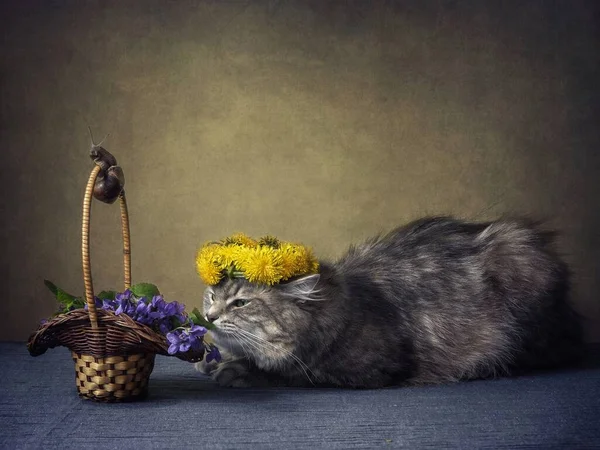 Still life with basket of viola flowers and curious kitty in wreath — Stock Image Still Life Basket Viola Flowers Curious Kitty Wreath Stock Image