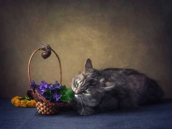 Still life with basket of viola flowers and curious kitty in wreath — Stock Image Still Life Basket Viola Flowers Curious Kitty Wreath Royalty Free Stock Images