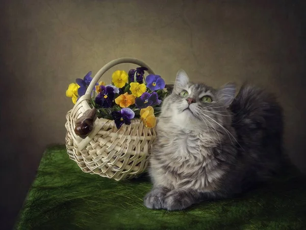 Still life with basket of pansies and curious kitty — Stock Image Still Life Basket Pansies Curious Kitty Stock Picture