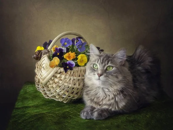 Still life with basket of pansies and curious kitty — Stock Image Still Life Basket Pansies Curious Kitty Royalty Free Stock Photos