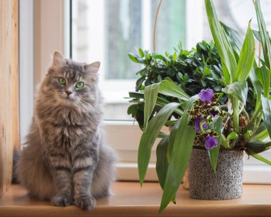 Güzel gri kedicik ve çiçek açan orkide pencere eşiğinde