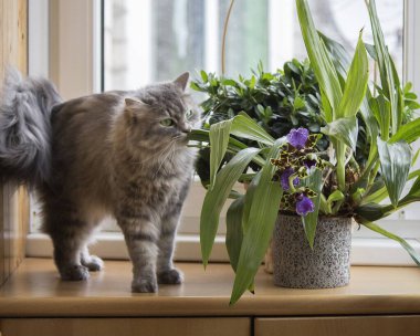 Güzel gri kedicik ve çiçek açan orkide pencere eşiğinde