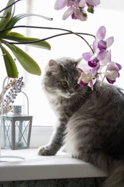 Pencere pervazında orkide dallı güzel kedi.