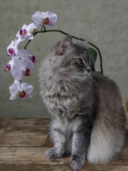 Porträt Eines Hübschen Kätzchens Mit Orchideenzweig — Stockfoto