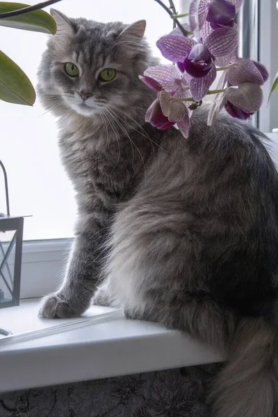 Ładny Kotek Parapecie Gałązką Orchidei — Zdjęcie stockowe