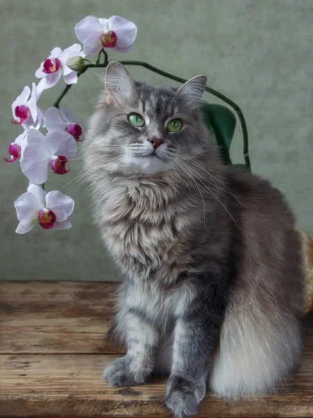 Retrato Gatinho Bonito Com Ramo Orquídea — Fotografia de Stock