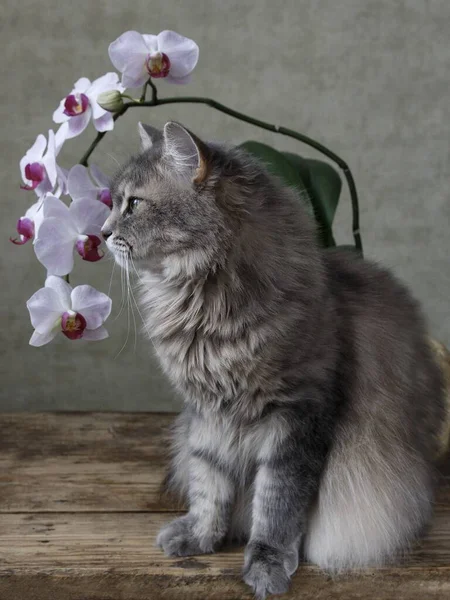 Portrait Joli Chaton Avec Branche Orchidée — Photo