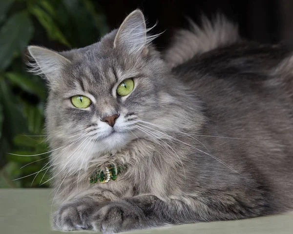 Portrait Belle Chatte Grise Aux Yeux Verts — Photo