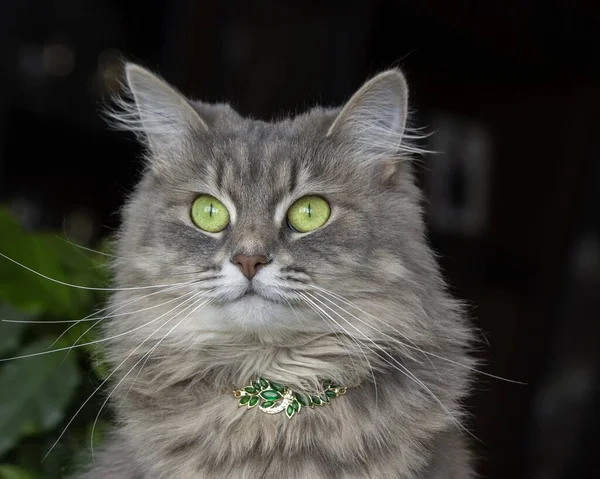 Portret Pięknej Szarej Kotki Zielonymi Oczami — Zdjęcie stockowe