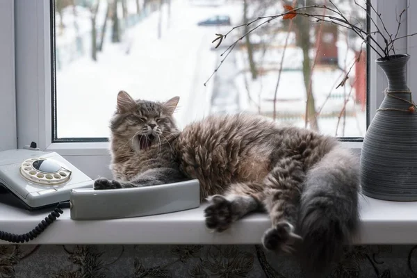 Gyönyörű Macska Hív Ablakpárkányon — Stock Fotó