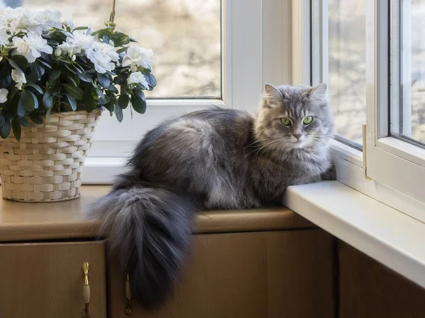 窓辺に美しい猫とツツジの花 — ストック写真