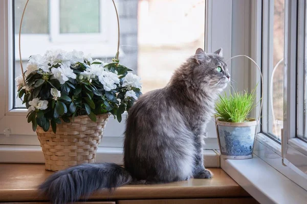 Gyönyörű Macska Azálea Virág Ablakpárkányon — Stock Fotó