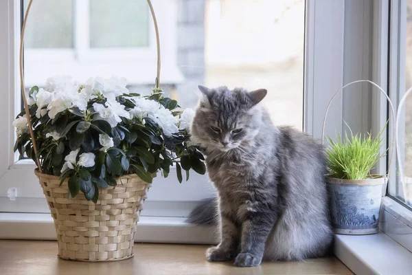 Gyönyörű Macska Azálea Virág Ablakpárkányon — Stock Fotó