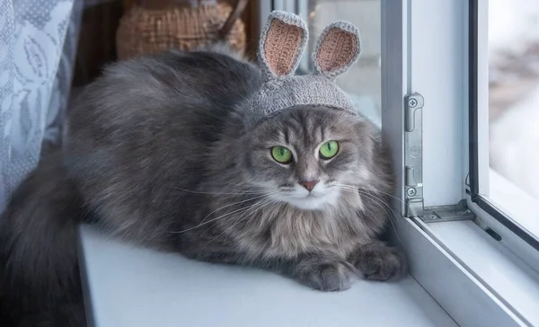 모자를 고양이의 — 스톡 사진