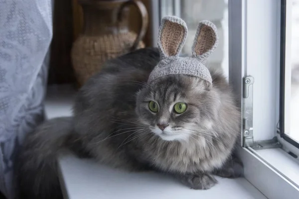 모자를 고양이의 — 스톡 사진