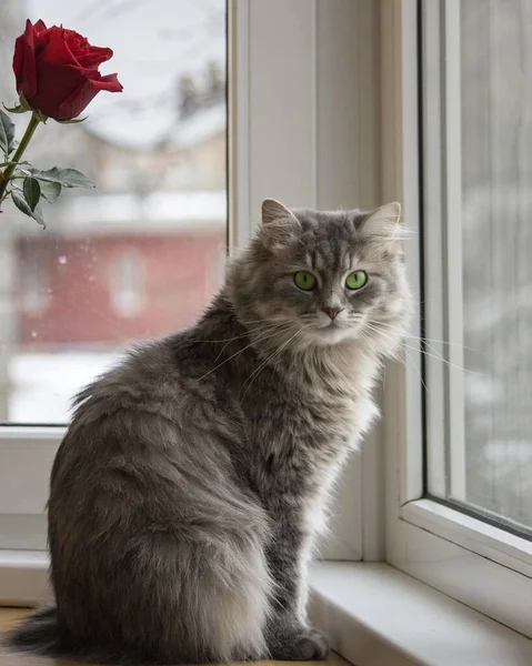 Schöne Graue Miezekatze Auf Der Fensterbank — Stockfoto