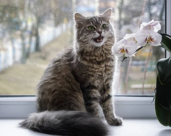 Schöne Miezekatze Auf Der Fensterbank Und Orchideenblumen — Stockfoto