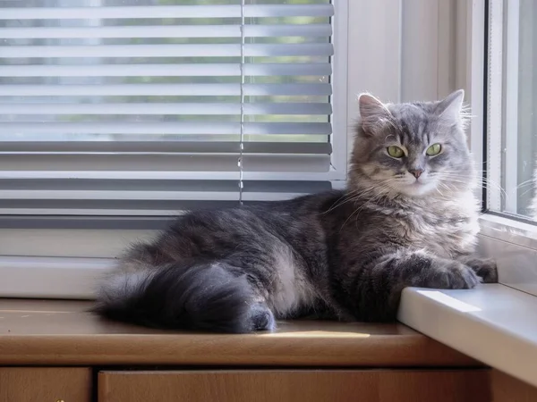 Kucing Abu Abu Yang Cantik Jendela — Stok Foto