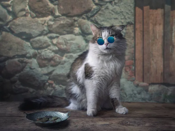 Katt Solglasögon Frågar Allmosor Vid Gammal Vägg — Stockfoto