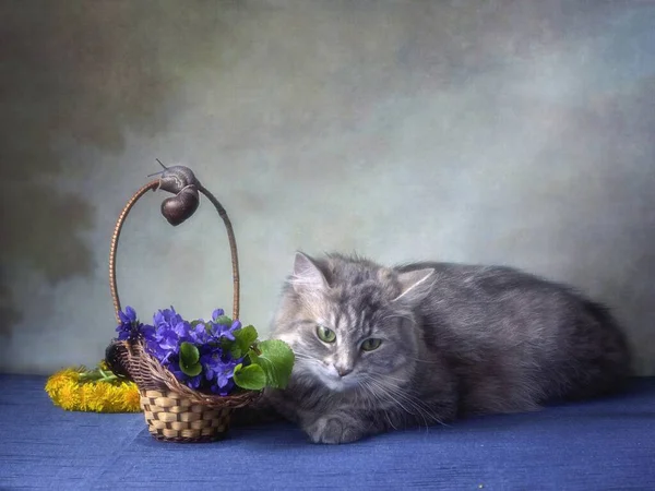 Sad gray cute pussy with a basket of violets on a blue background — Stock Image Sad Gray Cute Pussy Basket Violets Blue Background Stock Photo