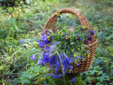 Ormanda mantarlı sakin bir hayat